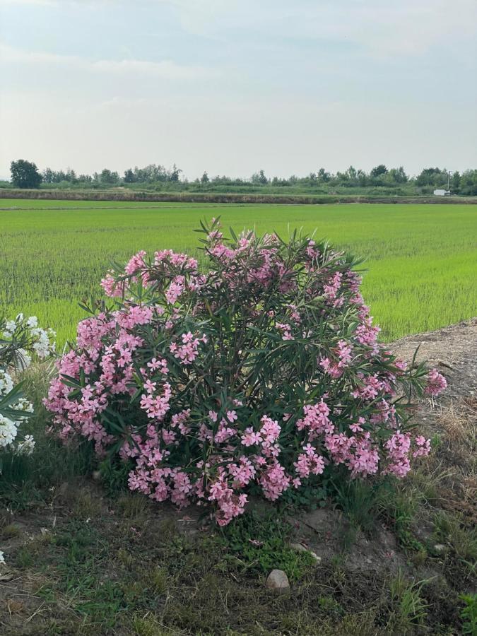 Tenuta Favorita Country House B&B Fontanetto Po Ngoại thất bức ảnh